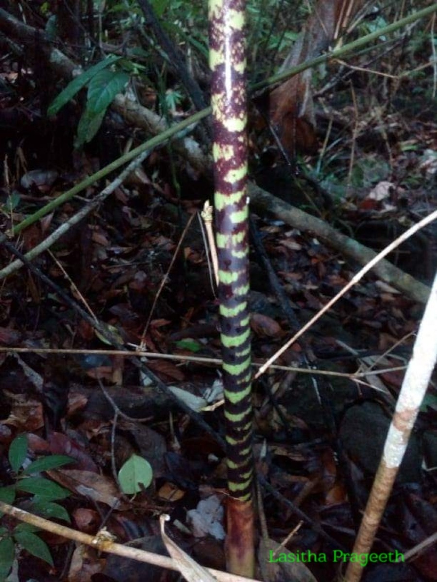 Ochlandra stridula Thwaites